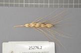 Click for 1 image(s) for this accession. Spike